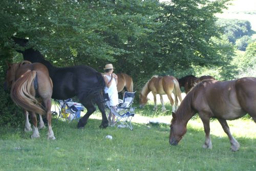 Wilde paarden op de Pian di Cavalli