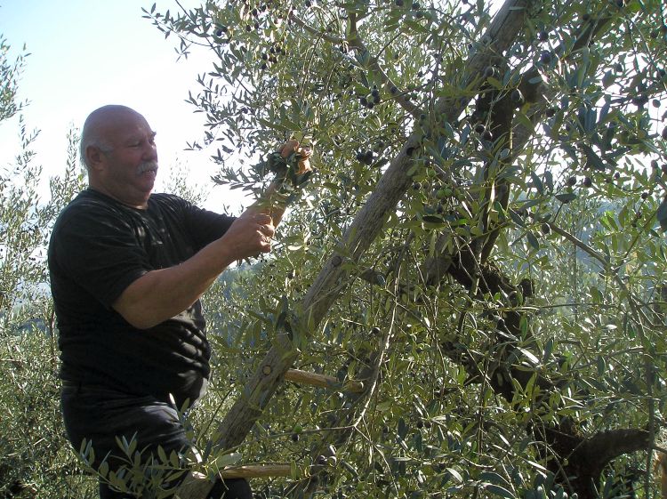 olijven plukken in Umbrië
