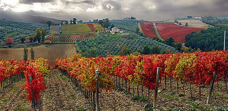 wijngaarden met sagrantino druiven