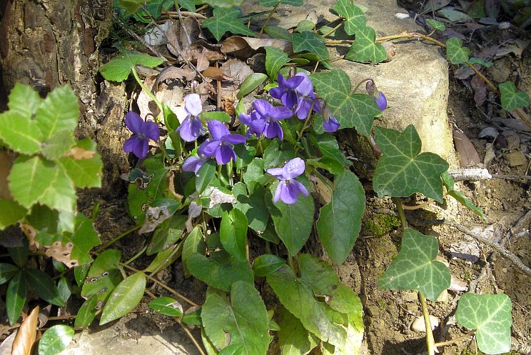 viola odorata