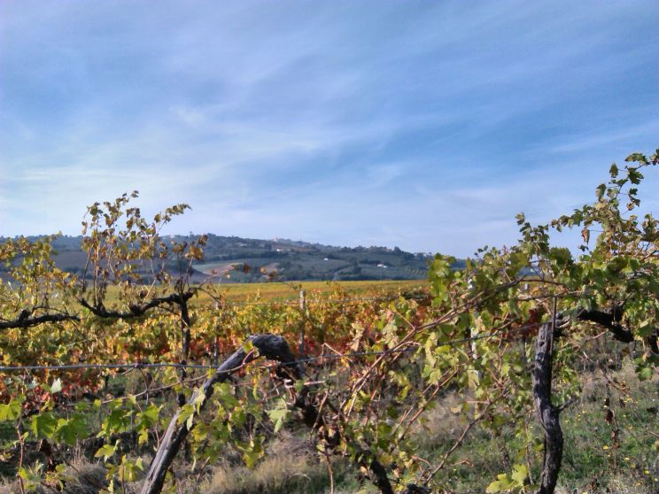 wandelen tussen de wijngaarden van Montefalco