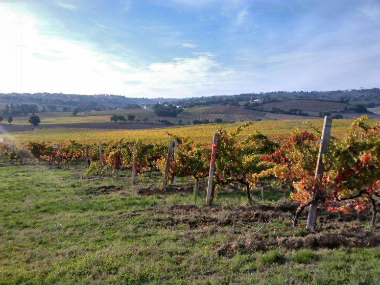 wandelen tussen de wijngaarden in Umbrie
