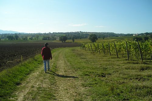 Walking through vineyards